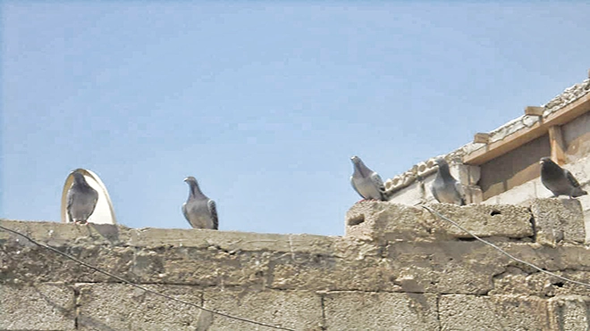 استُخدِم قديمًا في نقل الرسائل من بلد إلى آخر..